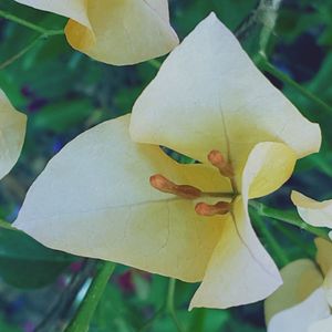 Close-up of yellow flowers