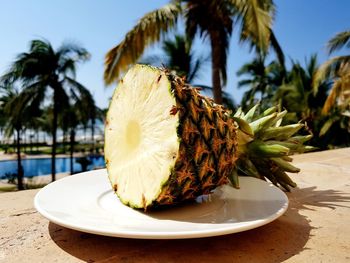 Close-up of palm tree in plate