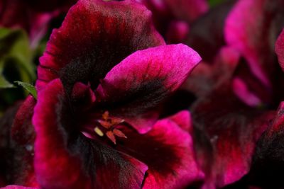 Close-up of fresh purple flower blooming outdoors