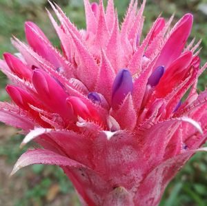 Close-up of pink flower