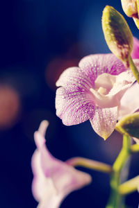 Close-up of purple flowering plant