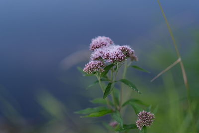 Close-up of purple flowering plant