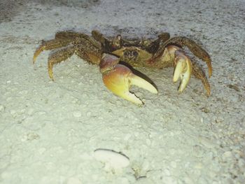 Close-up of crab on beach