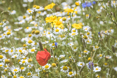 Close-up of fresh yellow flowering plants on field