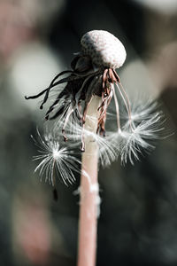 Close-up of wilted dandelion plant