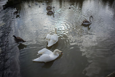 High angle view of swans swimming in lake