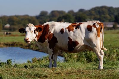 Side view of a cow on grassland