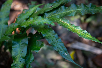 Close-up of raindrops on leaves