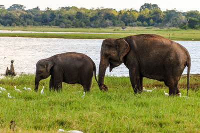 Elephant grazing on field