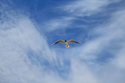 Low angle view of seagull flying in sky