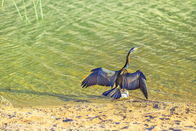 View of a bird flying over beach