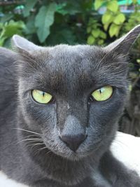 Close-up portrait of a cat