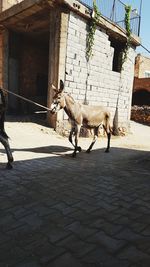 Dog standing on footpath by street against buildings