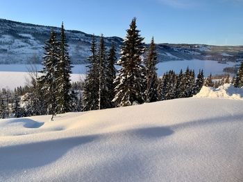 Pine trees on snow covered land against sky