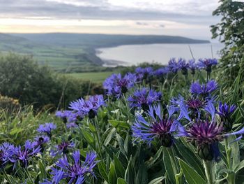 Close-up of purple flowering plants on land
