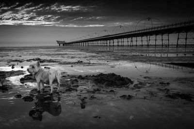 Dog against pier at beach
