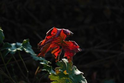 Close-up of red rose flower