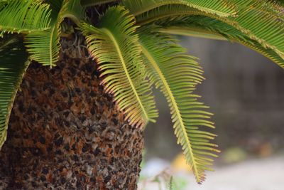 Close-up of fresh green plant