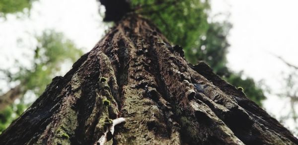 Low angle view of tree trunk