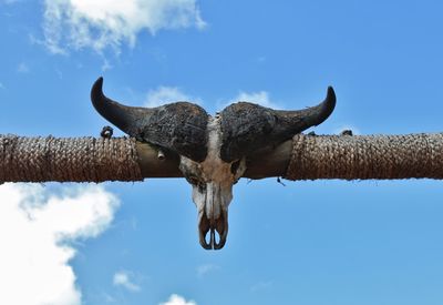 Low angle view of bird against sky