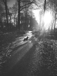 View of dog on field in forest