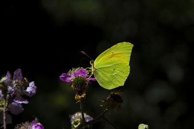 Close-up of butterfly pollinating on flower