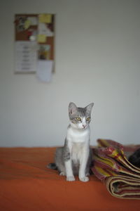 Portrait of cat sitting at home