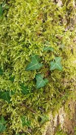 Close-up of plants