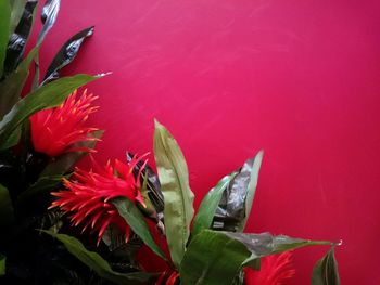 Close-up of red flower