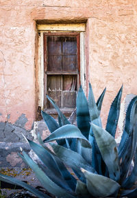 House on the wall