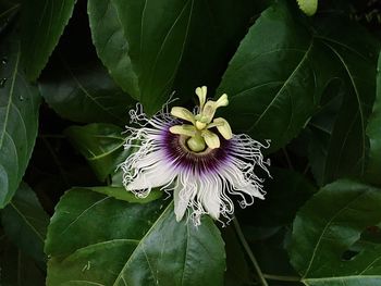 Close-up of passion flower blooming outdoors