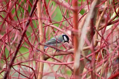 View of bird perching on branch