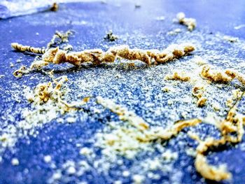 Close-up of caterpillar on sand