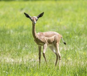 Portrait of giraffe on field