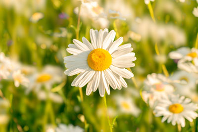 Close-up of white daisy flower