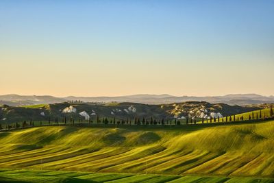 Scenic view of agricultural field against clear sky