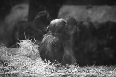 Panoramic view of people sitting in zoo