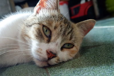 Close-up portrait of a cat