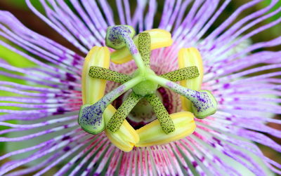 Close-up of purple flowering plant