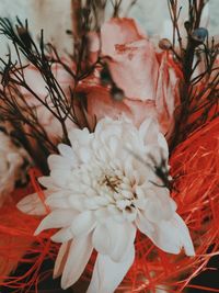 Close-up of red flowering plant