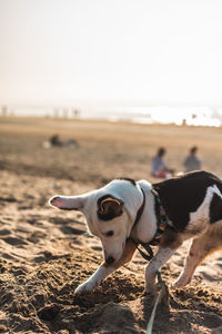 View of a dog on field