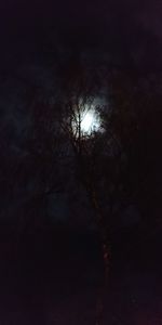 Low angle view of bare trees at night