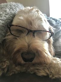 Close-up of a dog sleeping at home