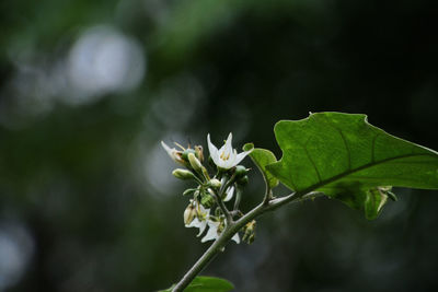 Close-up of white flowering plant