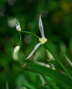 Close-up of flower against blurred background