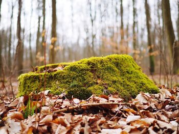 Close-up of dry fallen leaves against moss covered tree stump on field