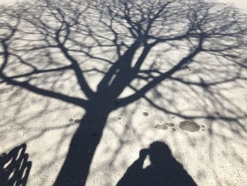 Low section of person shadow on tree