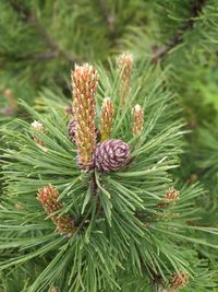 Close-up of pine cones on tree