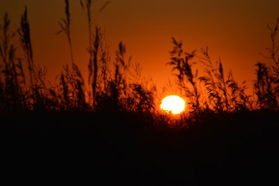 Silhouette plants against sky during sunset