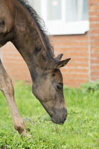 Horse grazing on field